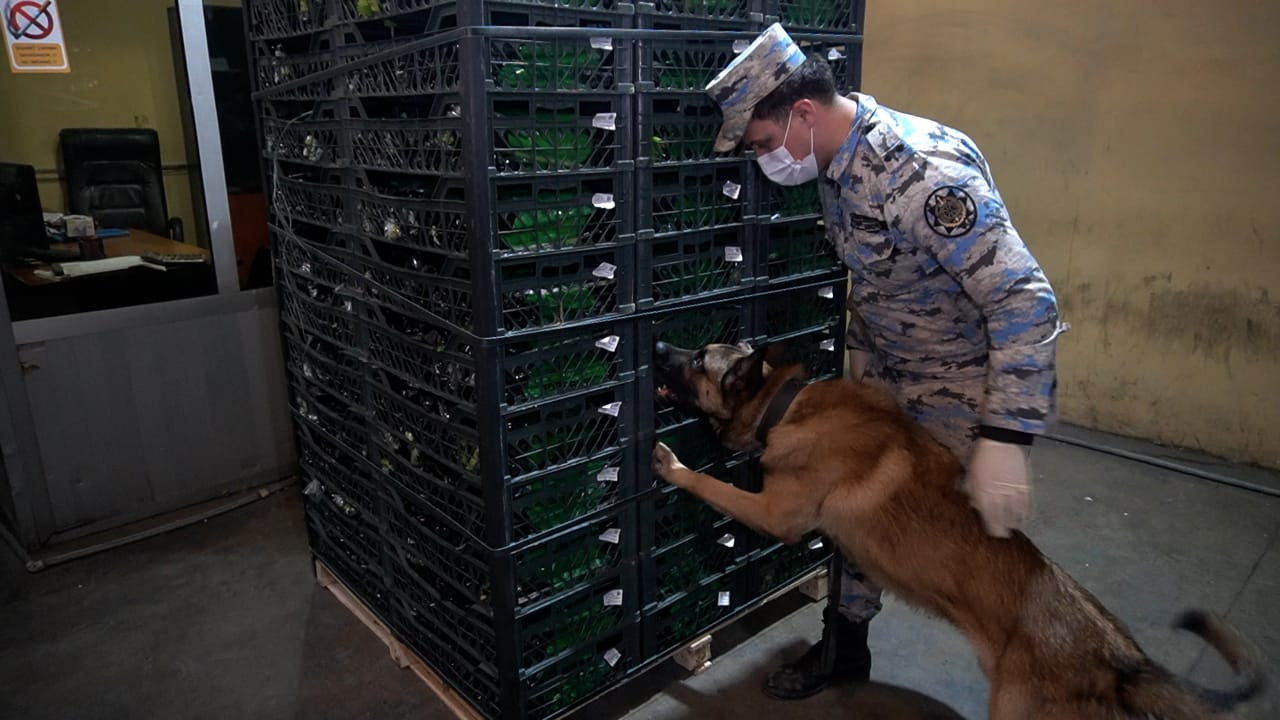 Сельдерей с начинкой: через Азербайджан в Россию везли 148 кг наркотиков