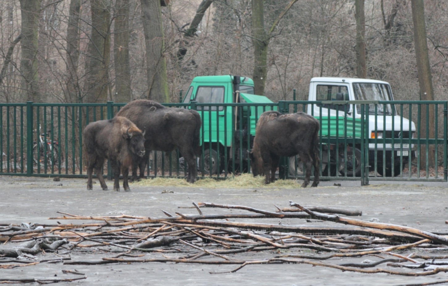 Германия отправила в Азербайджан 18 зубров 1 Германия отправила в Азербайджан 18 зубров