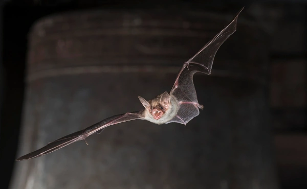 ВОЗ бьёт тревогу из-за смертельного вируса Нипах 3 ВОЗ бьёт тревогу из-за смертельного вируса Нипах