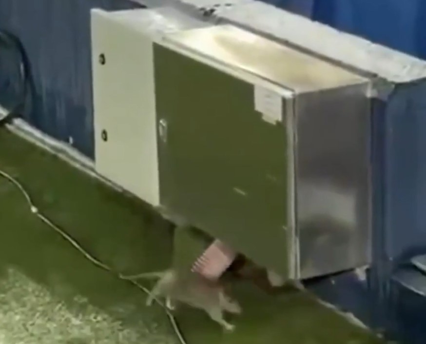 «Барселона» сыграет в Лиге чемпионов на стадионе с крысами 1 «Барселона» сыграет в Лиге чемпионов на стадионе с крысами