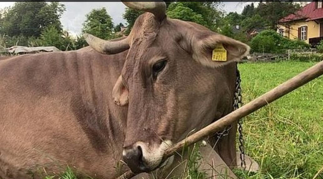 Самая умная корова обитает в Австрии