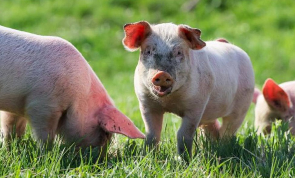 Россияне смогут пересаживать себе органы свиньи