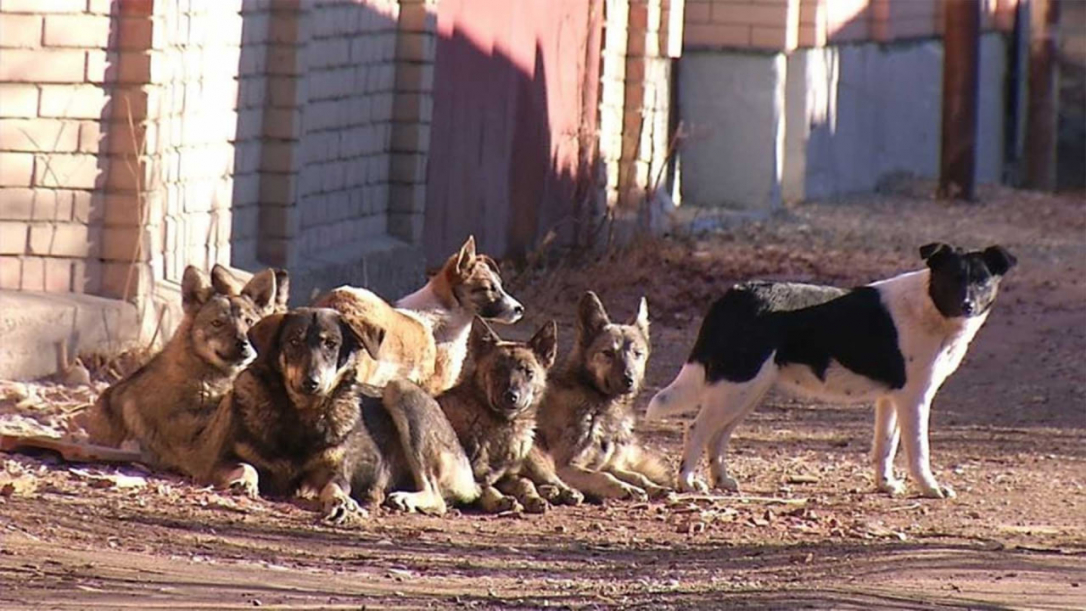 Депутат пожаловался на бездомных собак