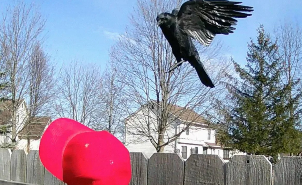 Американец надрессировал ворон против сторонников Трампа