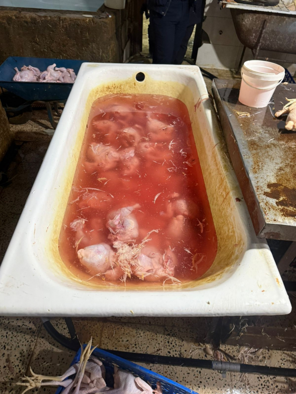 В Хырдалане предотвращена продажа крашенных "деревенских" кур