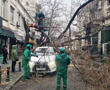 Cильный ветер повалил около 80 деревьев в Баку