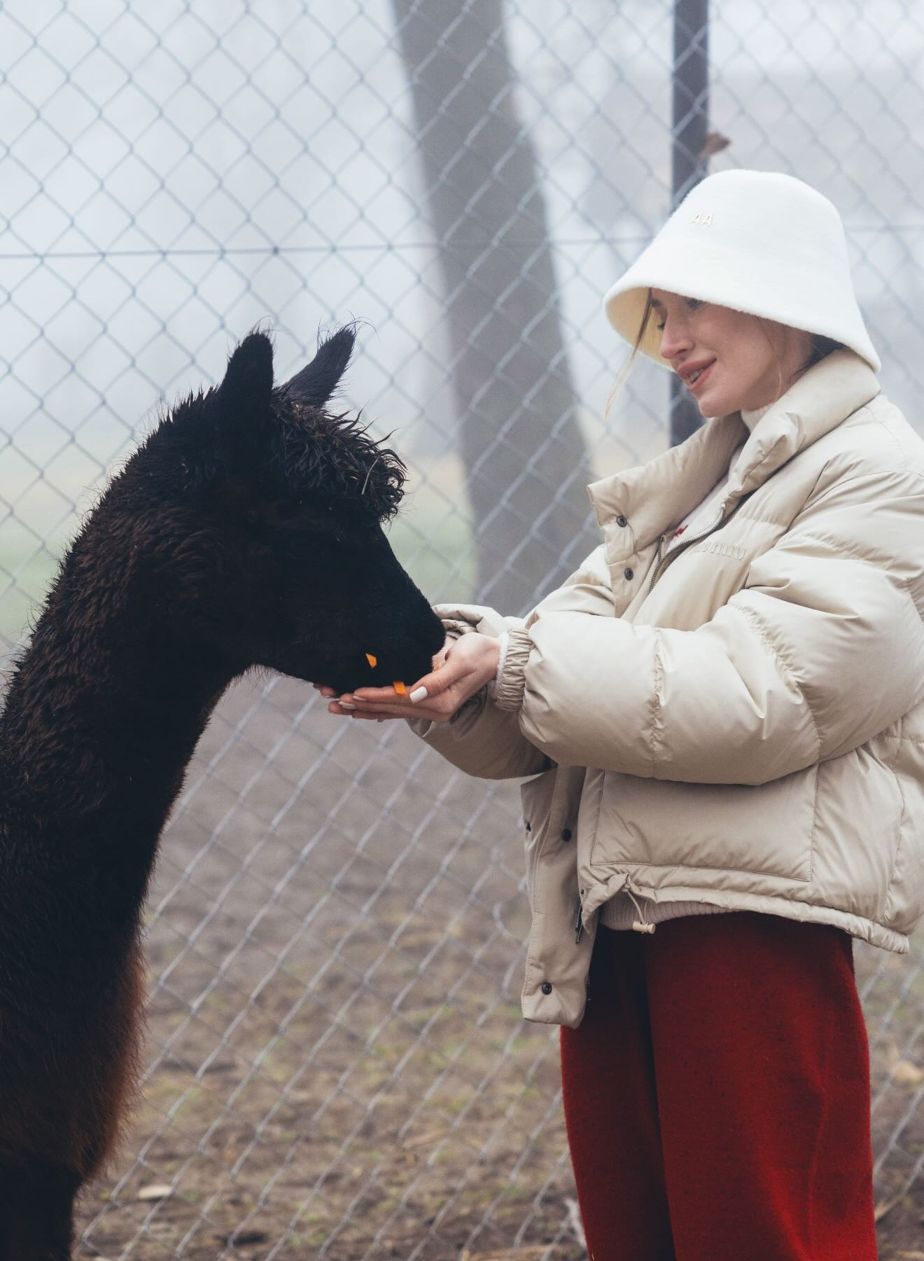 Алена Алиева поделилась фотографиями с альпаками