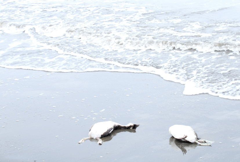 В Азербайджане происходит массовая гибель водоплавающих птиц 3 В Азербайджане происходит массовая гибель водоплавающих птиц