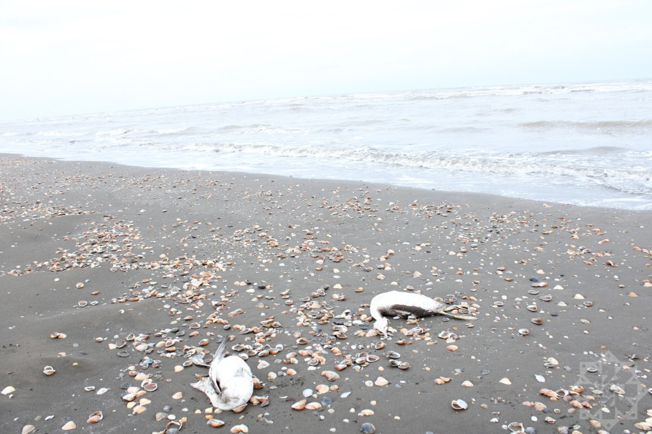 В Азербайджане происходит массовая гибель водоплавающих птиц