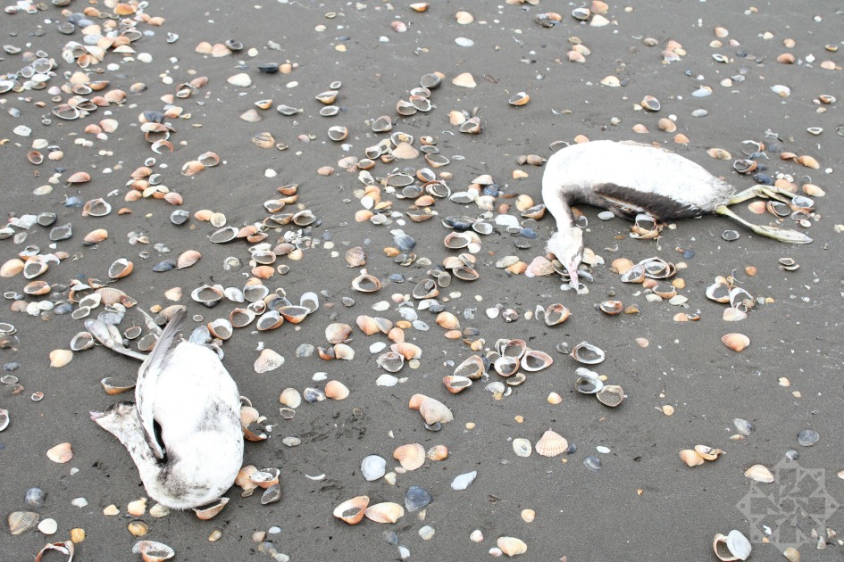 В Азербайджане происходит массовая гибель водоплавающих птиц