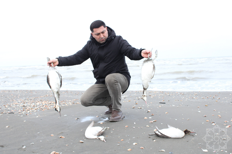 В Азербайджане происходит массовая гибель водоплавающих птиц