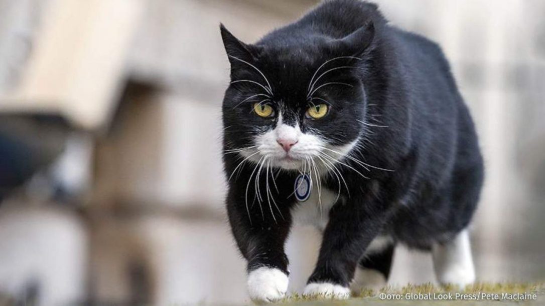 Умер знаменитый кот МИД Великобритании