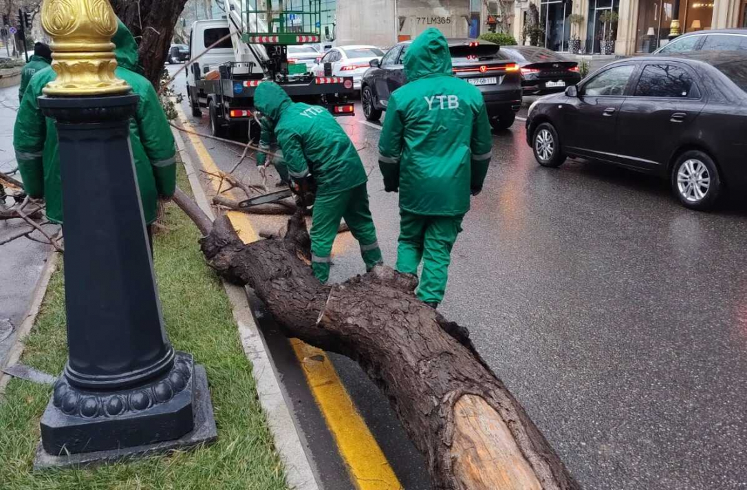 В Баку сильный ветер повалил десятки деревьев
