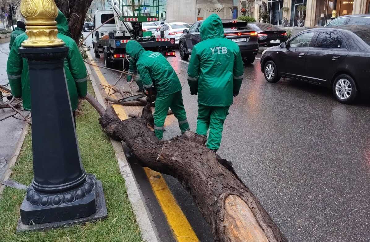 В Баку сильный ветер повалил 19 деревьев