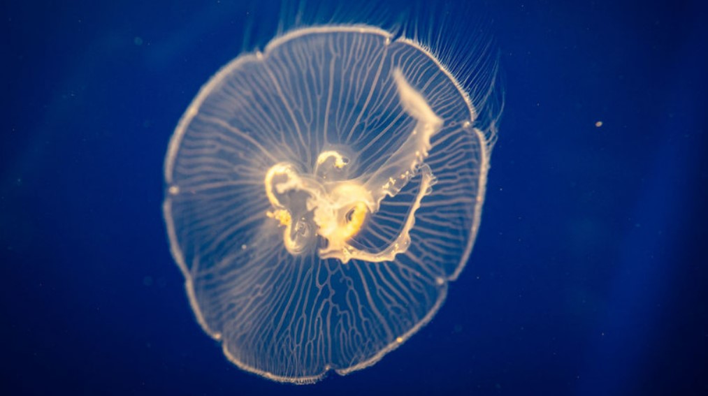В Атлантическом океане нашли гигантскую медузу-призрака