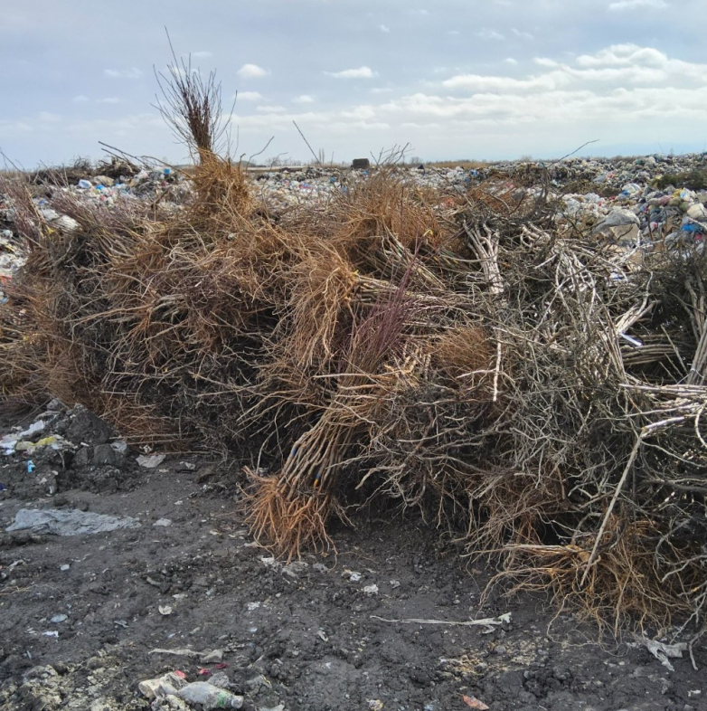 Уничтожены ввезенные в Азербайджан турецкие саженцы с вирусом
