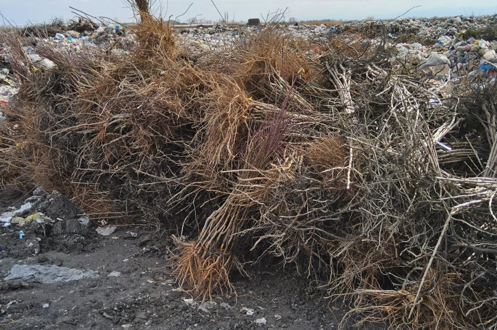 Уничтожены ввезенные в Азербайджан турецкие саженцы с вирусом