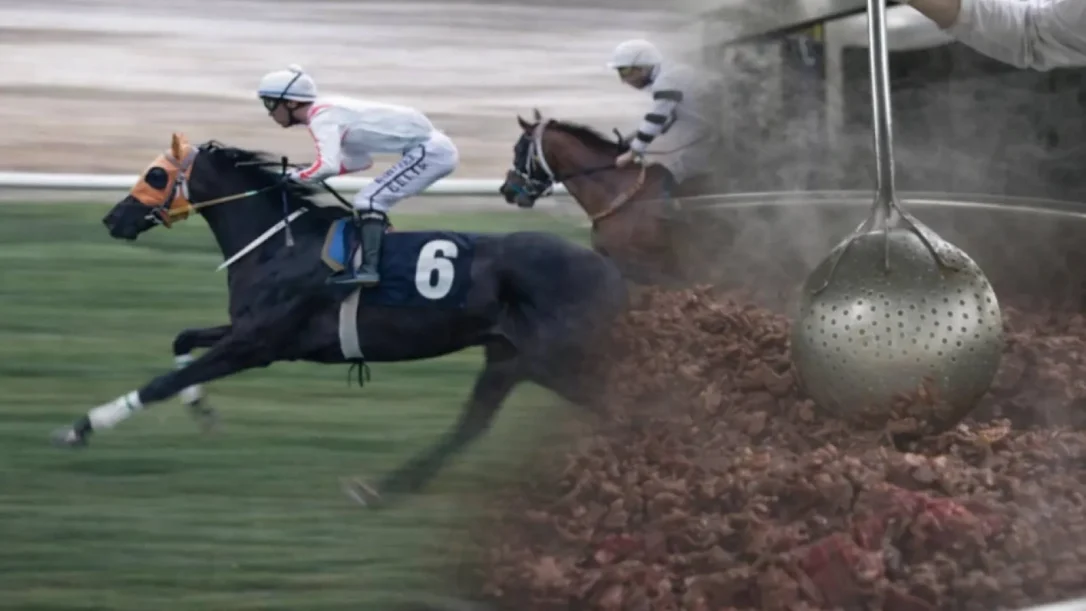 Скандал в Мерсине: мясо лошади-чемпиона оказалось в обедах для нуждающихся