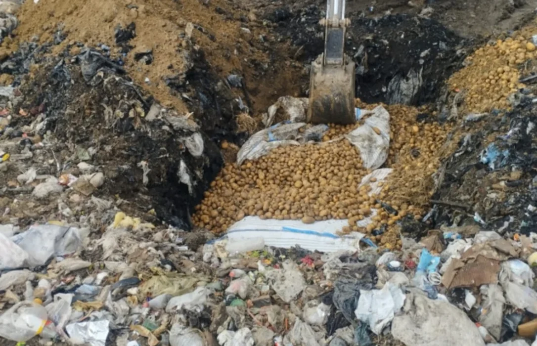 Азербайджан уничтожил тонны зараженного картофеля из Грузии и Турции