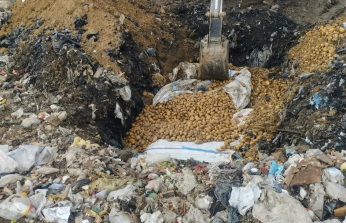 Азербайджан уничтожил тонны зараженного картофеля из Грузии и Турции