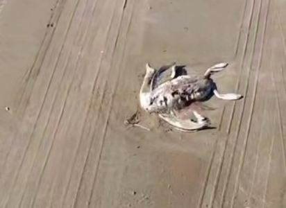 На азербайджанском побережье Каспия зафиксирована массовая гибель птиц