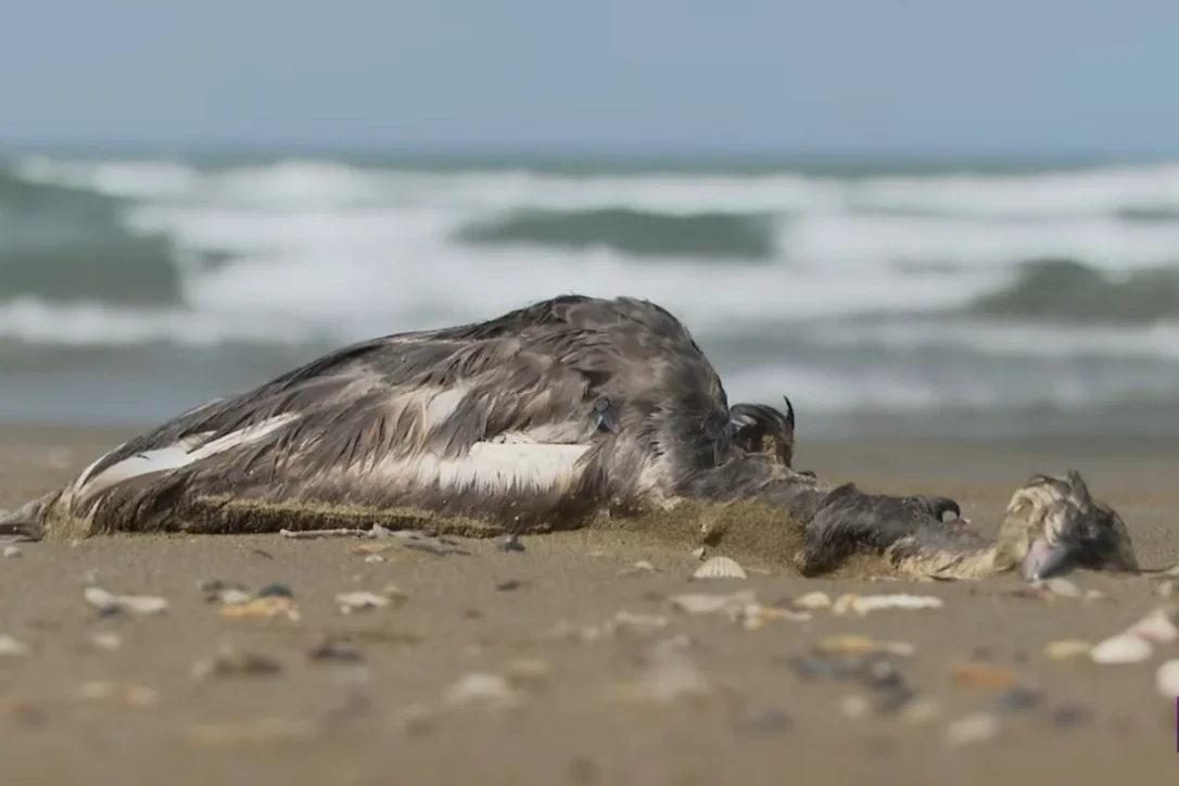 Из-за массовой гибели птиц на побережье Каспия в Азербайджане и Дагестане ученые взяли пробы