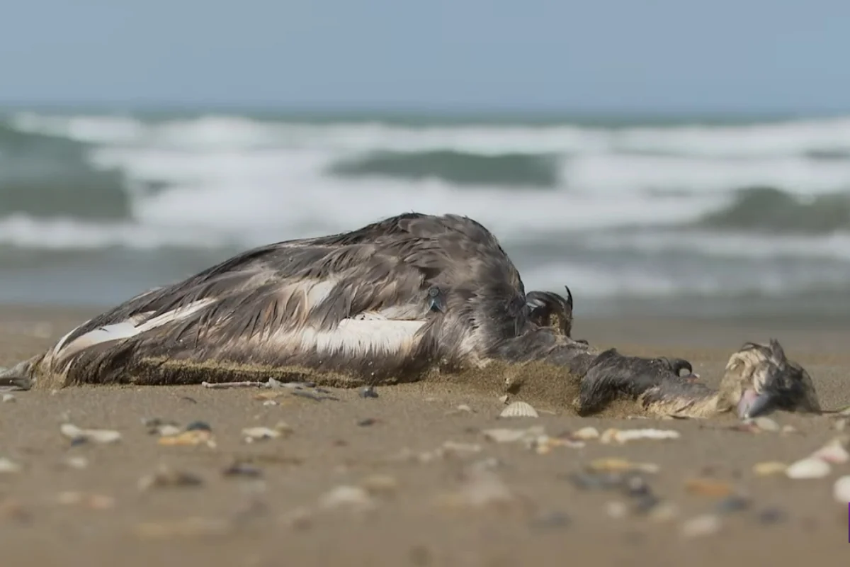 Из-за массовой гибели птиц на побережье Каспия в Азербайджане и Дагестане ученые взяли пробы