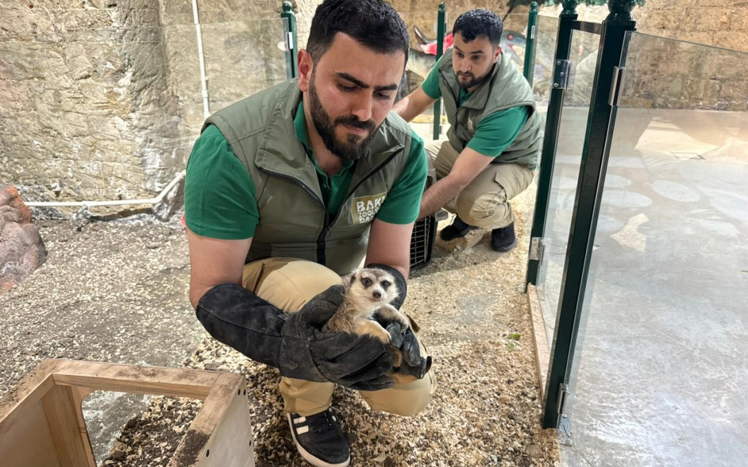 В Баку из детского развлекательного центра изъяли животных