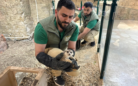 В Баку из детского развлекательного центра изъяли животных