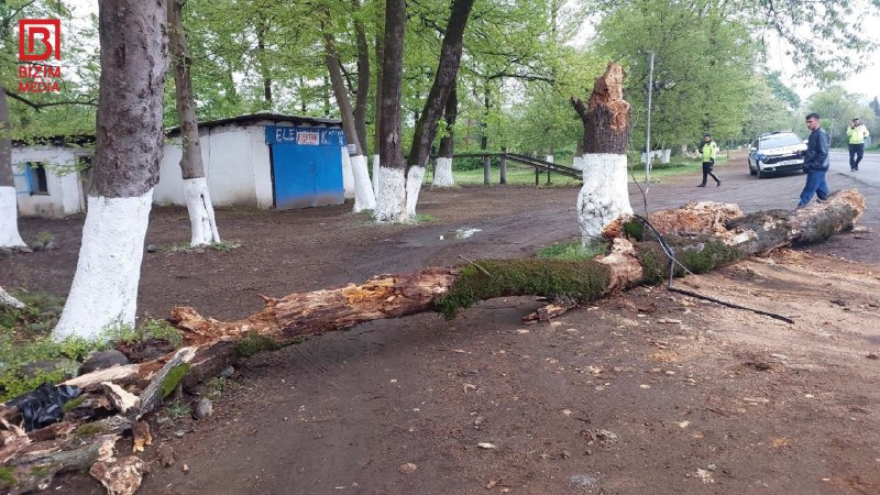 В Лянкяране гнилое дерево рухнуло на машину: Есть пострадавшие