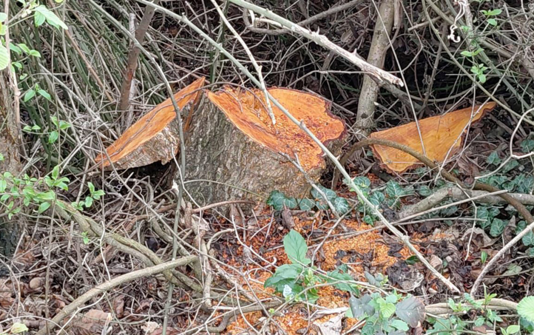 В Огузе незаконно вырубили деревья, возбуждено уголовное дело