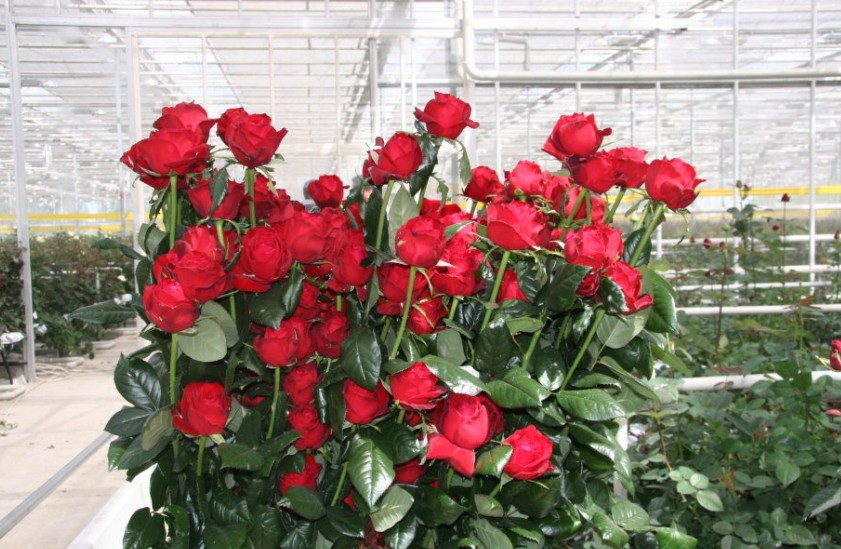 Стало известно, что Азербайджан импортировал «из Армении» на $960