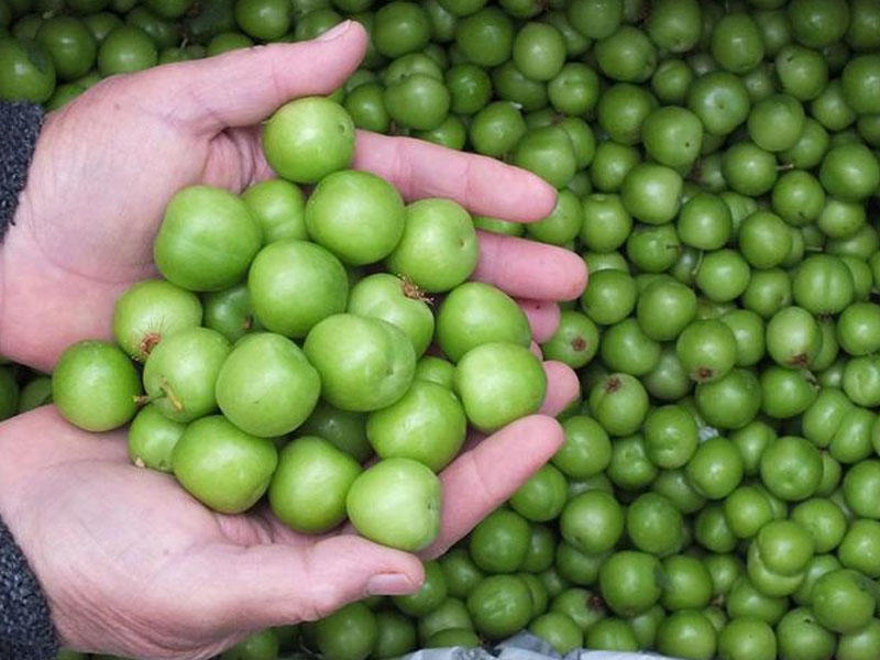 Стало известно, по каким ценам продают алычу и абрикосы