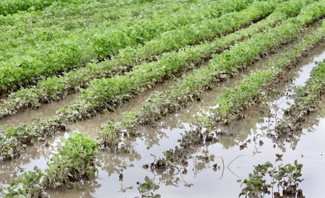 В Азербайджане сильные дожди затопили 2 100 гектаров посевов