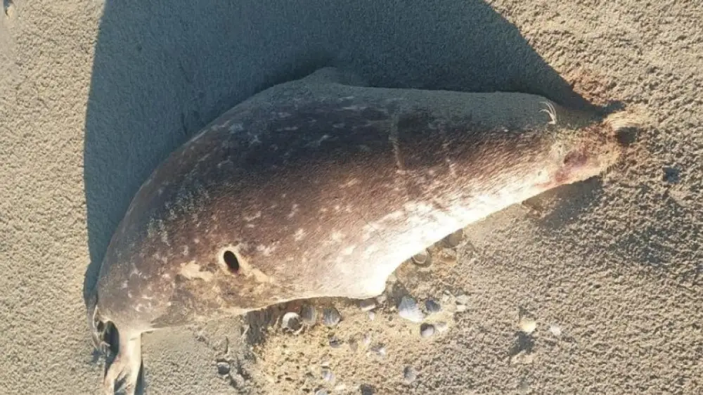 На берег Каспия выбросило туши сотни мертвых тюленей