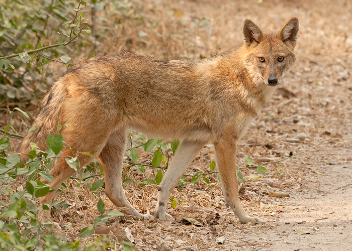 В Уджарском районе шакал покусал твоих жителей