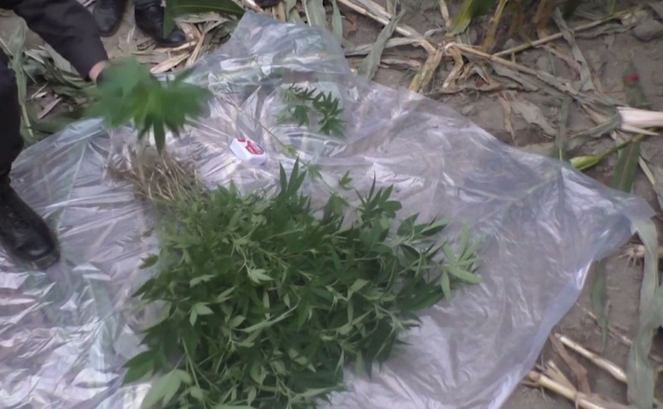 В Балакене на кукурузном поле нашли коноплю 3 В Балакене на кукурузном поле нашли коноплю